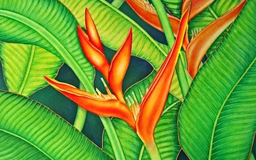 Heliconia wagneriana