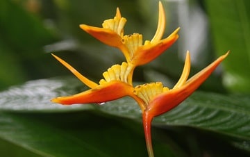 Heliconia wagneriana