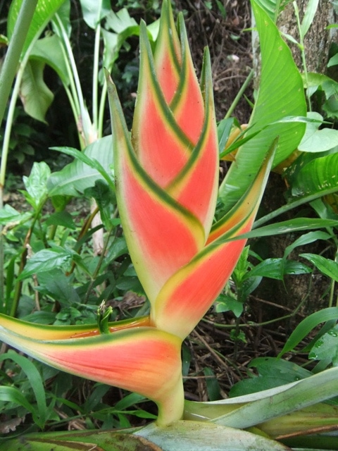 Heliconia wagneriana