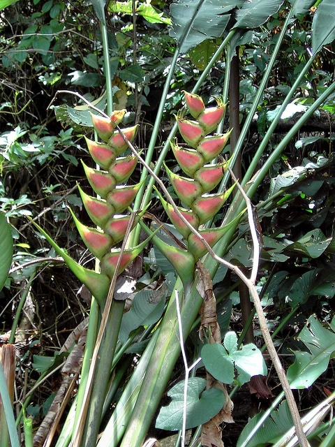 Heliconia wagneriana