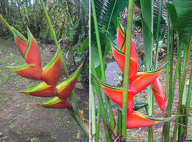 Heliconia wagneriana (Heliconia wagneriana)