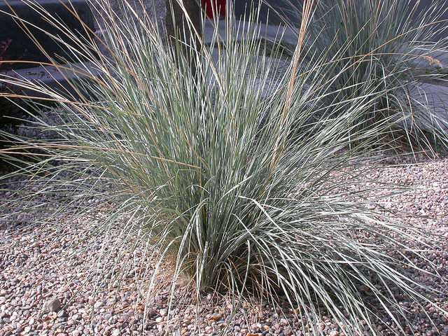 Avoine sempervirente