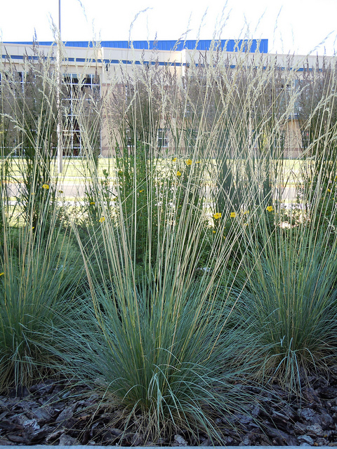 Avoine sempervirente
