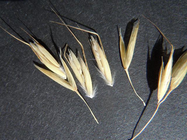 Avoine sempervirente (Helictotrichon sempervirens)