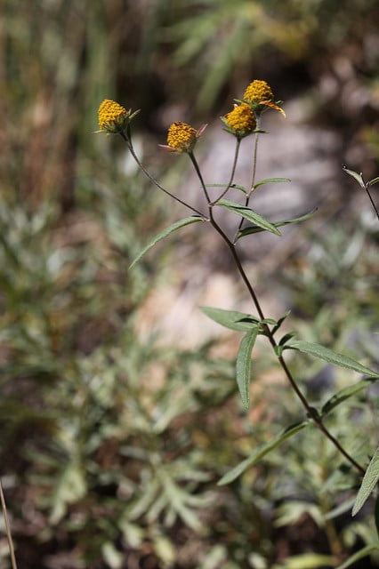 Heliomeris multiflora (Heliomeris multiflora)