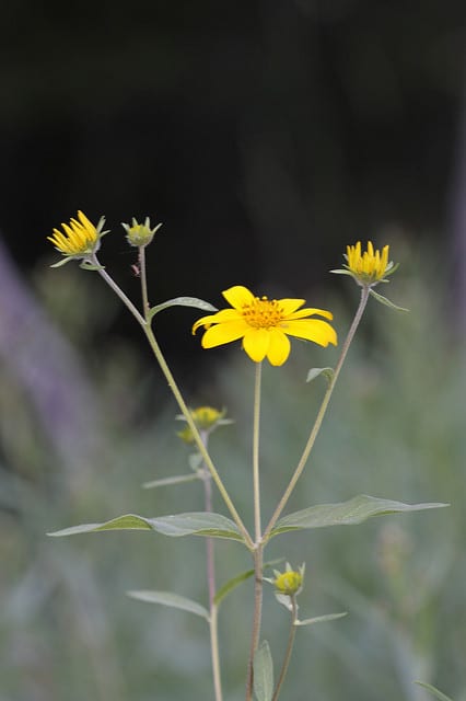 Heliomeris multiflora