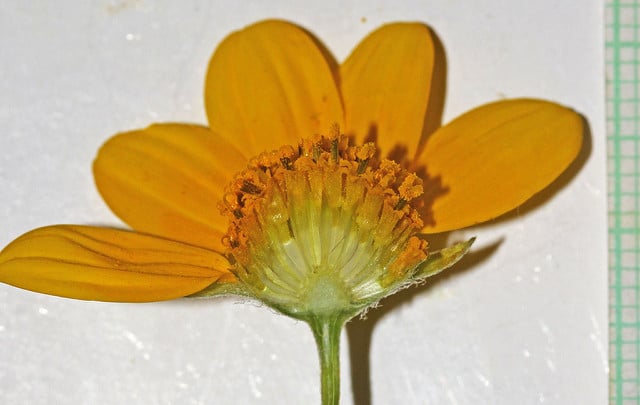Heliomeris multiflora