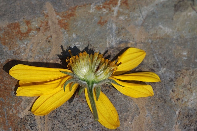 Heliomeris multiflora