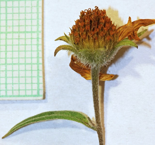 Heliomeris multiflora