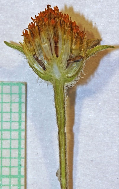 Heliomeris multiflora