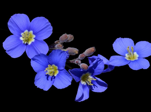 Heliophila coronopifolia (Heliophila coronopifolia)