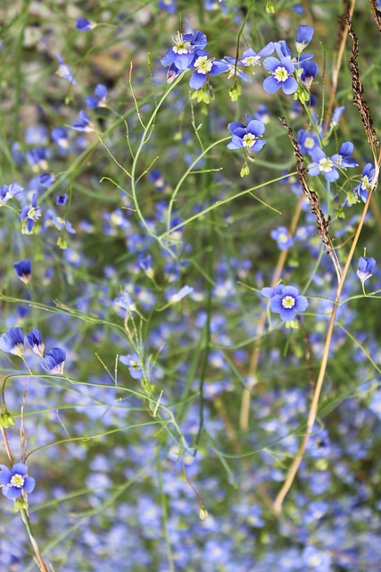 Heliophila coronopifolia