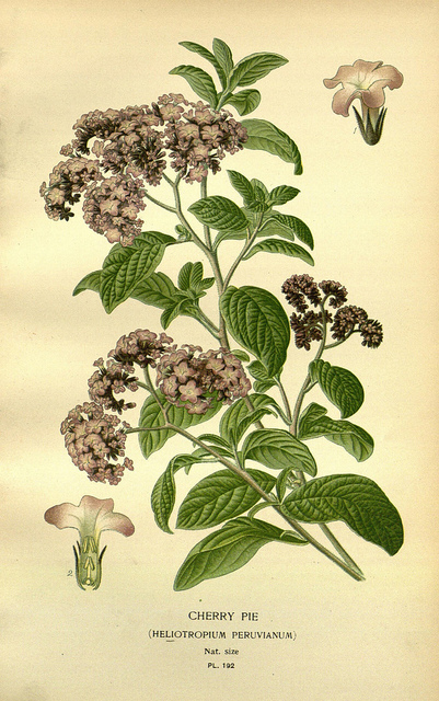 Héliotrope du pérou