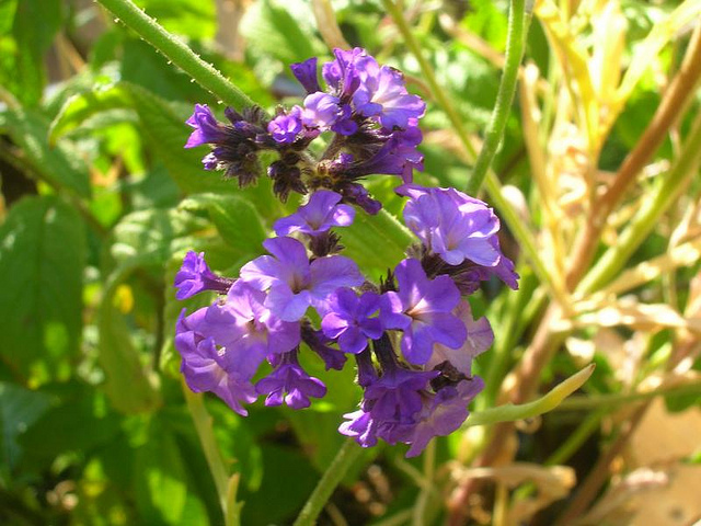 Héliotrope du pérou (Heliotropium arborescens)