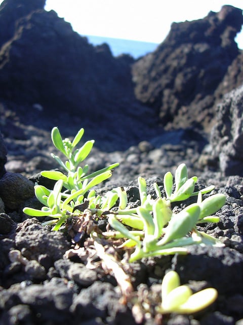 Héliotrope de curaçao