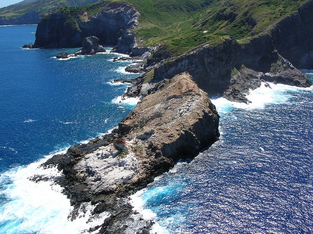Héliotrope de curaçao