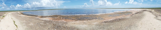 Héliotrope de curaçao