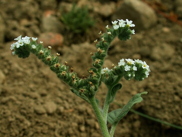 Héliotrope commun (Heliotropium europaeum)