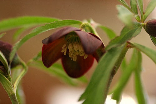 Hellébore atrorubens (Helleborus atrorubens)