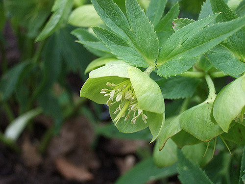 Helleborus cyclophyllus (Helleborus cyclophyllus)