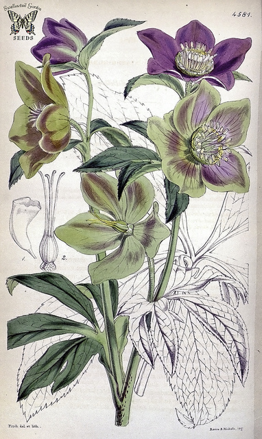 Ellébore des buissons (Helleborus dumetorum)