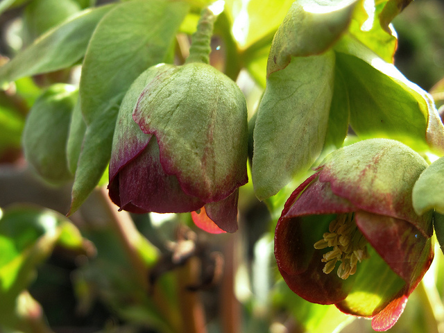 Hellébore fétide (Helleborus foetidus)