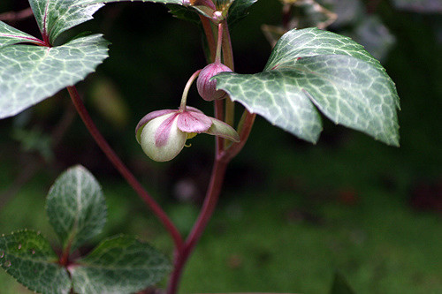 Ellébore livide