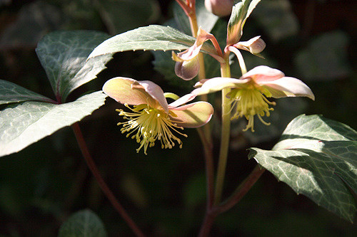 Ellébore livide