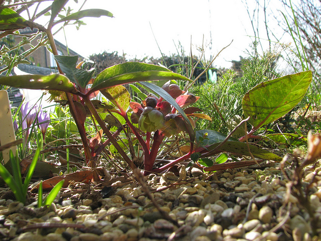 Ellébore livide (Helleborus lividus)