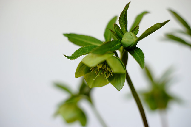 Hellébore multifidus