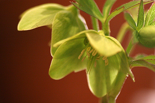 Hellébore multifidus