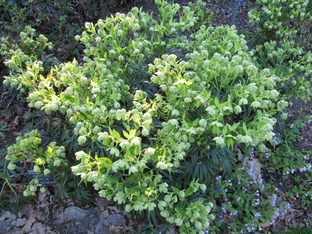 Hellébore multifidus