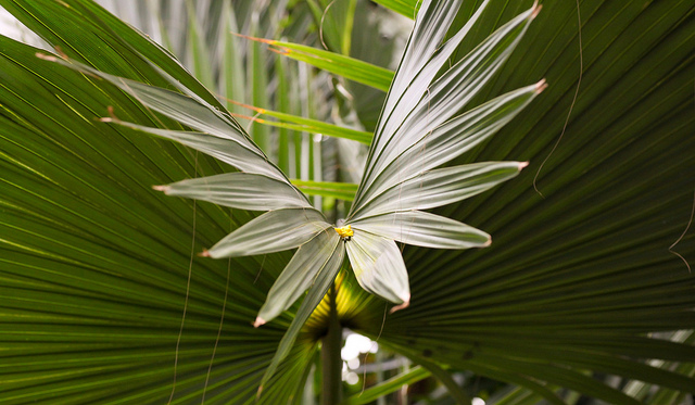 Hellébore multifidus