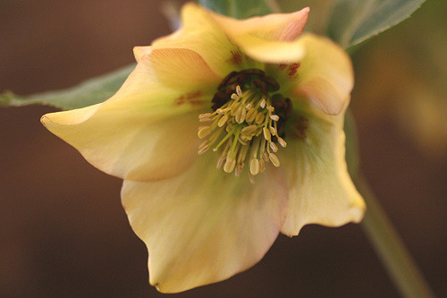Rose de carême