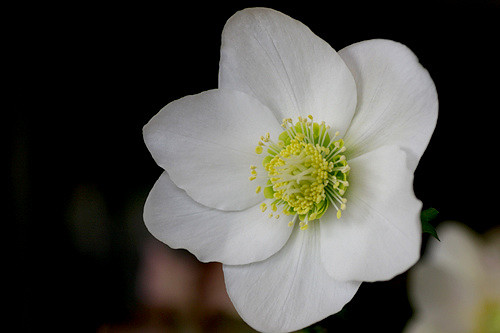 Rose de carême
