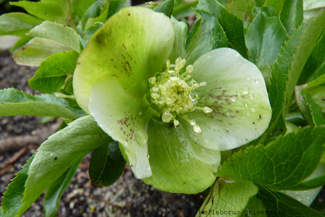 Rose de carême