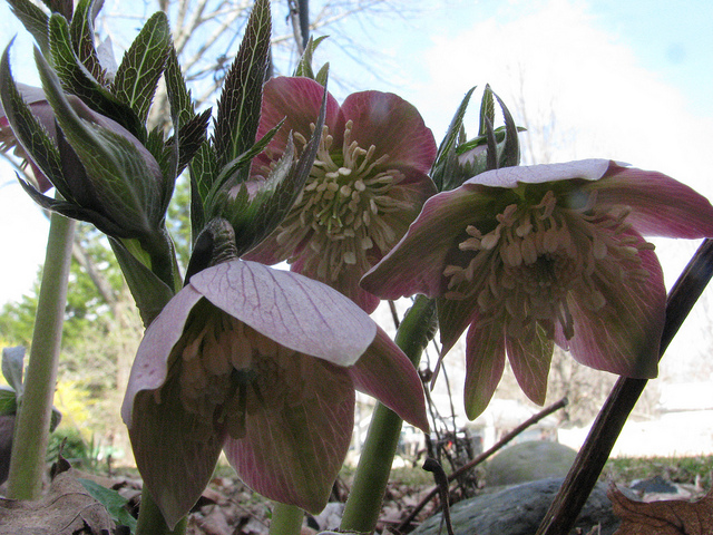 Hellébore pourpre