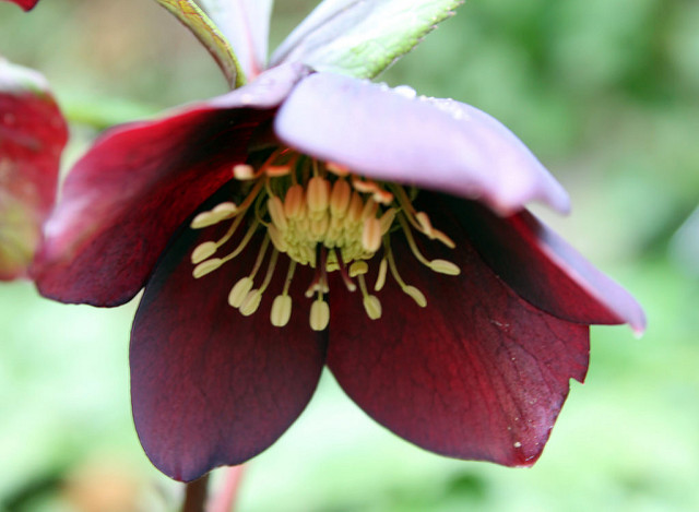 Hellébore pourpre