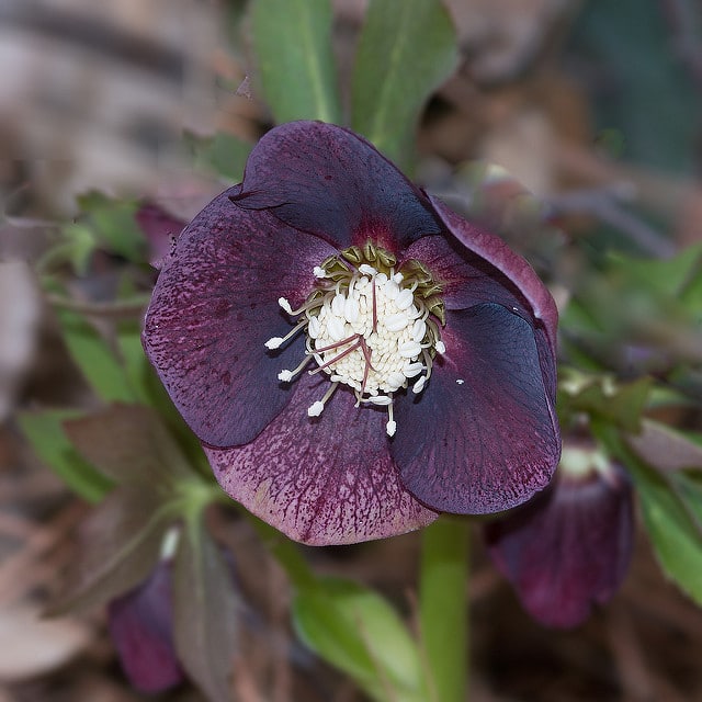 Hellébore torquatus (Helleborus torquatus)