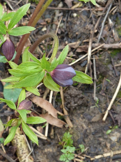 Hellébore torquatus