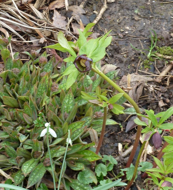 Hellébore torquatus