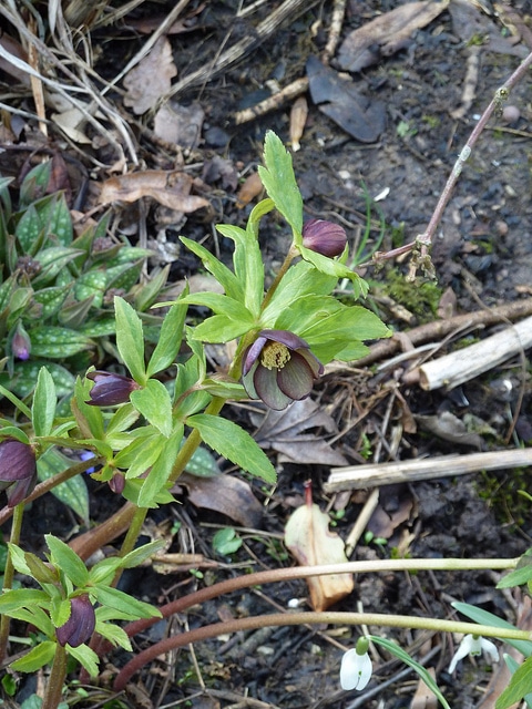 Hellébore torquatus