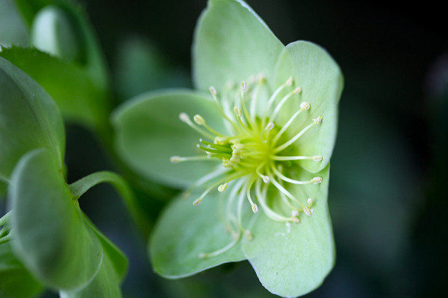 Hellébore vert
