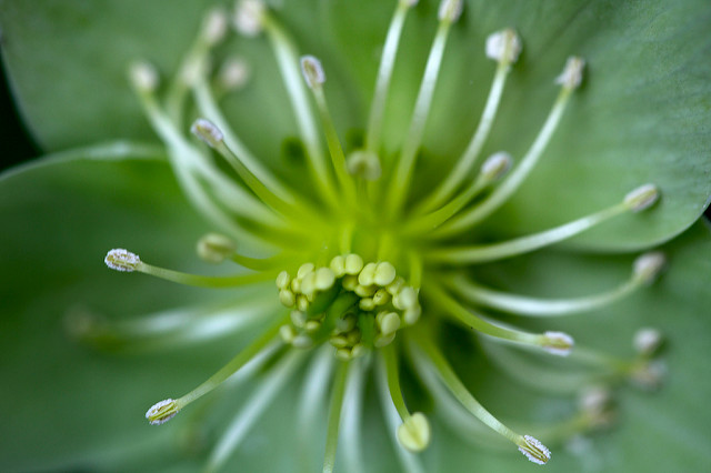 Hellébore vert