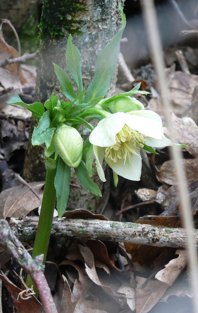 Hellébore vert