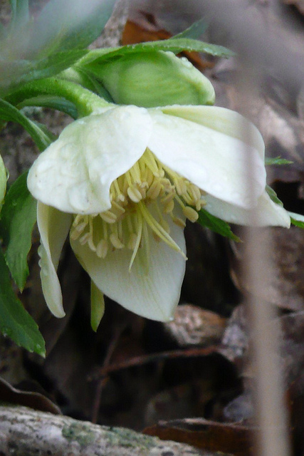 Hellébore vert