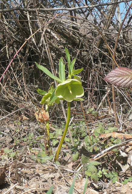 Hellébore vert