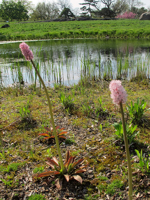 Helonias bullata (Helonias bullata)