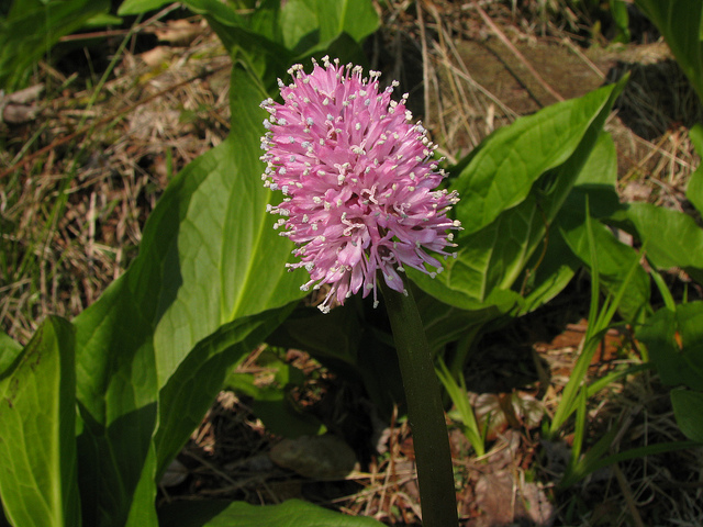 Helonias bullata