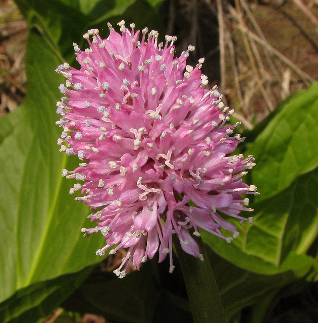 Helonias bullata